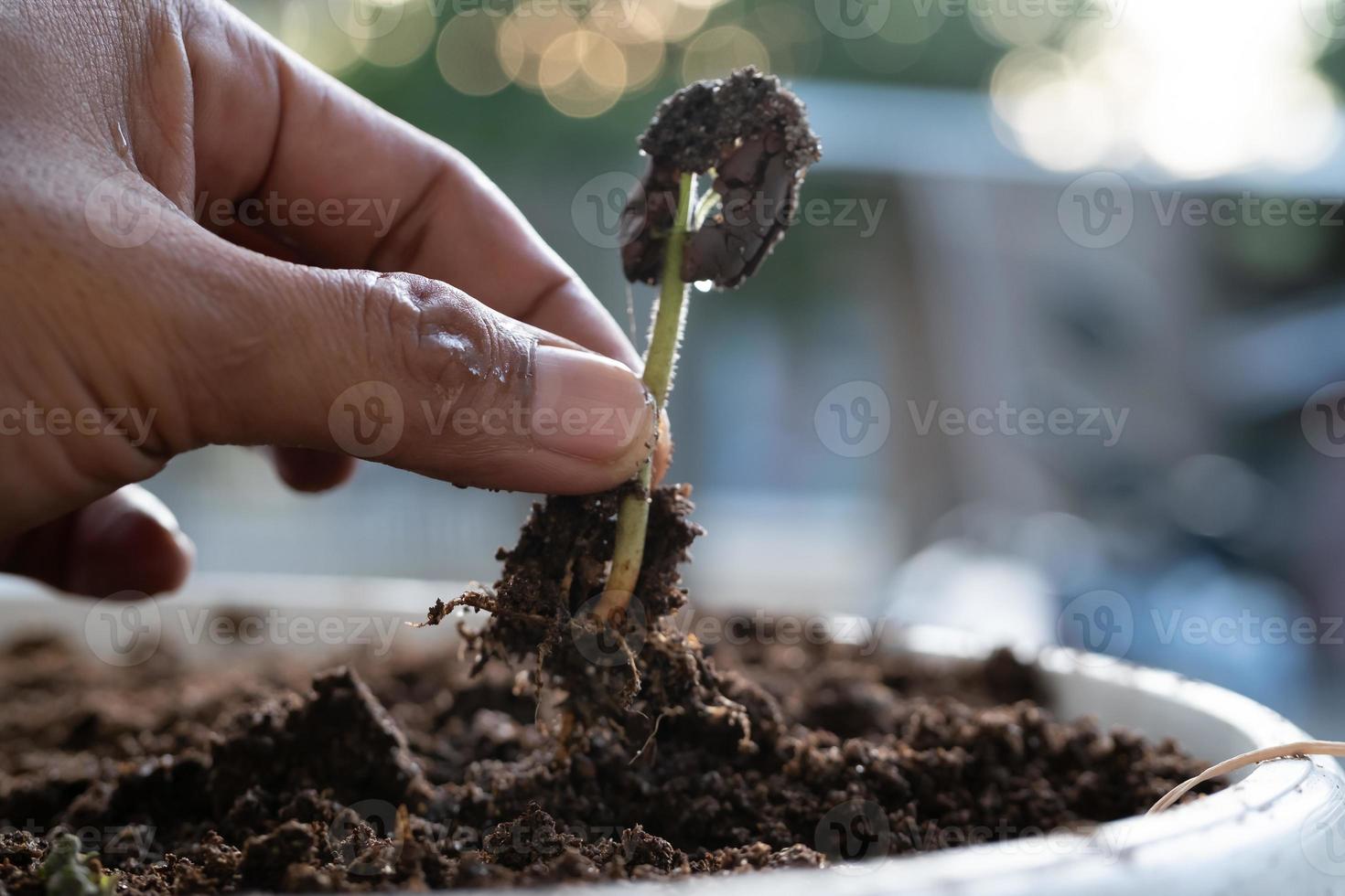 Close-up of a man's hand holding a growing cacao plant seed with roots. Concept of nature, environment, and natural environment preservation. photo