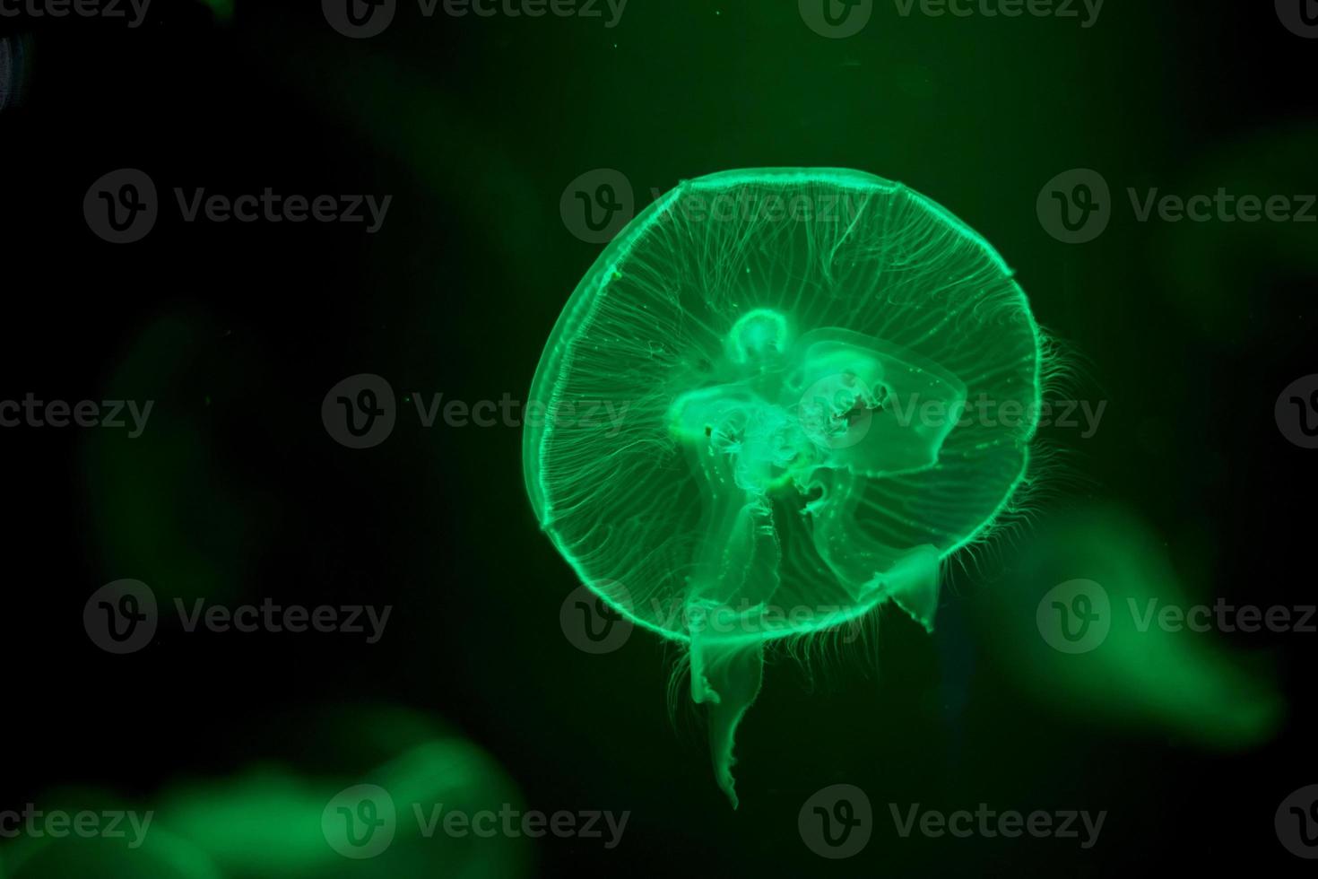 Close up jelly fish glowing in the dark with green neon light. Jellyfish swim through the dark ocean. Dangerous jellyfish. composition right backgrund photo