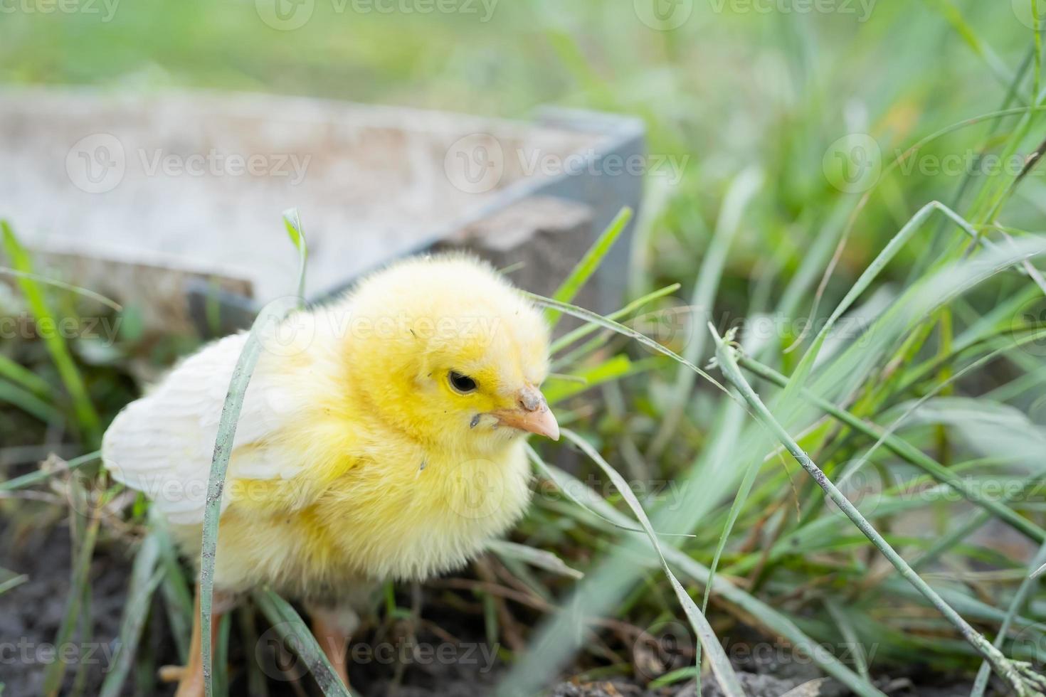 Chicks are sick on the farm. Macro shoot photo