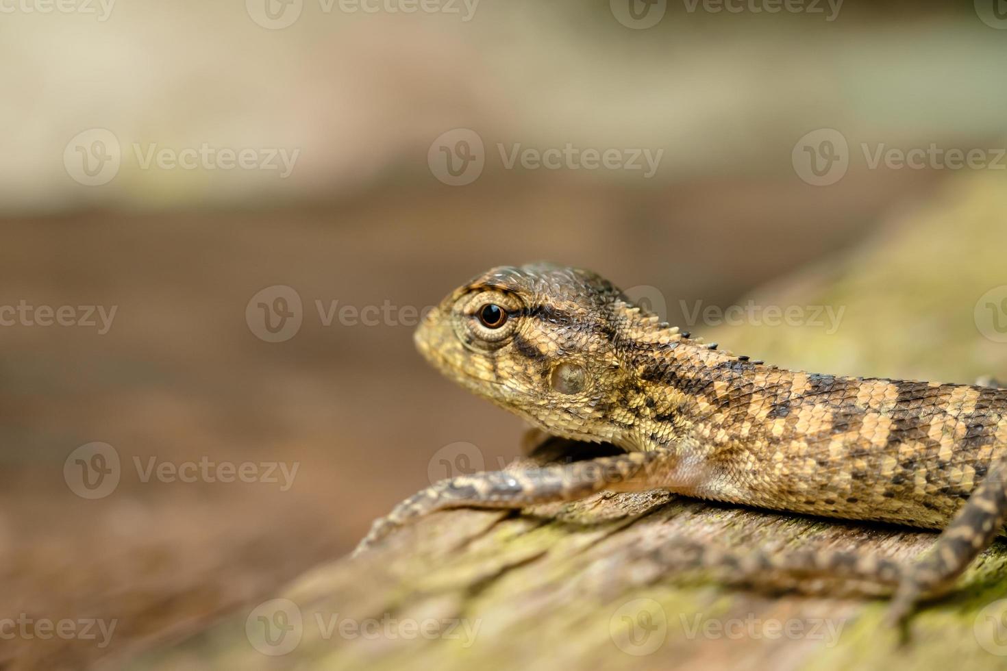 Closeup of green chameleon cub head isolated on blurred background photo