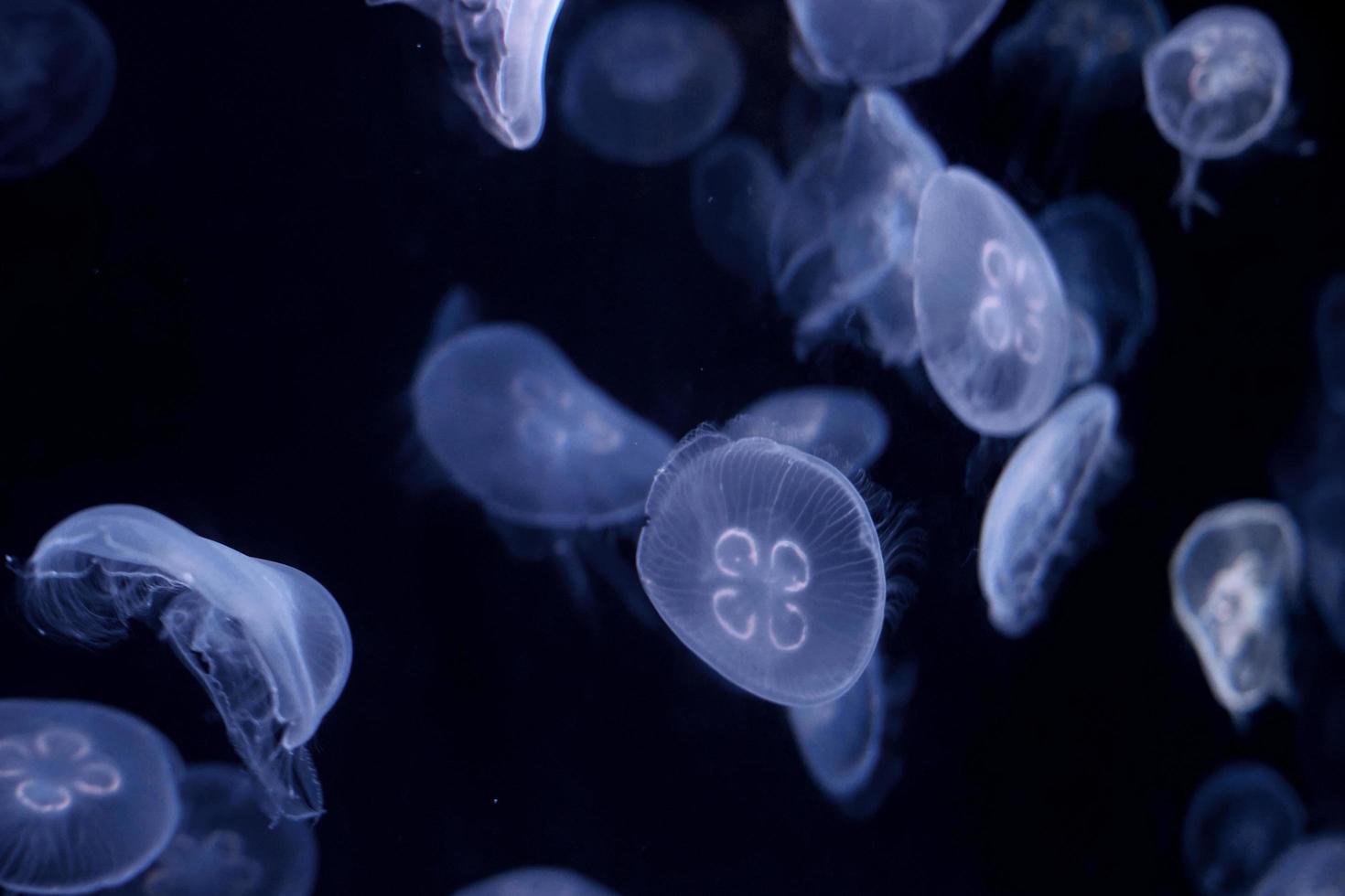 grupo de transparente jalea pescado brillante en el oscuro. Medusa nadar mediante el oscuro océano. peligroso Medusa antecedentes foto