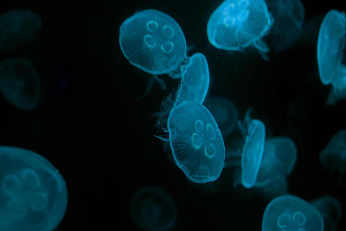 Group of transparent jelly fish glowing in the dark with blue neon light. Jellyfish swim through the dark ocean. Dangerous jellyfish background photo