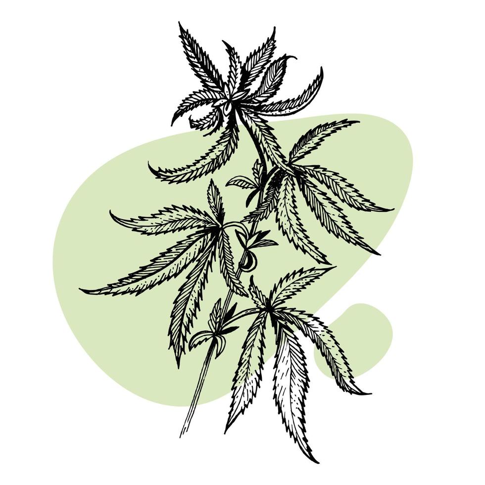 A beautiful sprig of cannabis. Botanical illustration in the style of line art. Plant engraving. Minimalism poster vector