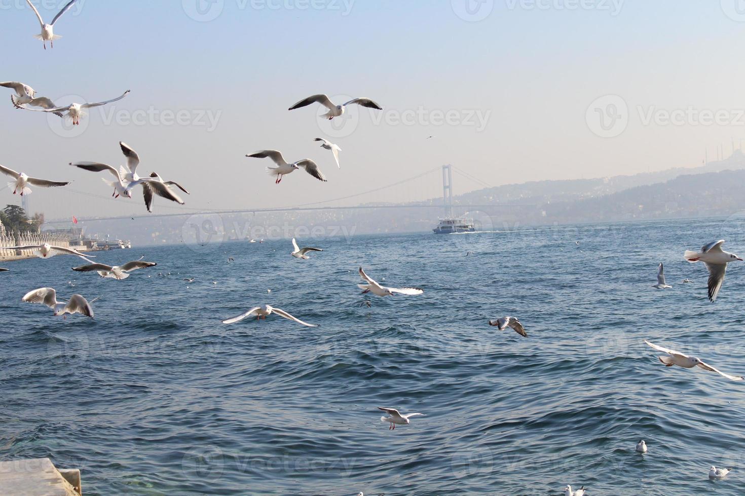 bósforo paisaje mar con un Embarcacion y un hermosa cielo con volador gaviotas en Estanbul Turquía foto