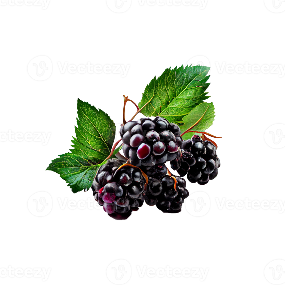 Blackberry cut out png, Blackberry on transparent background png