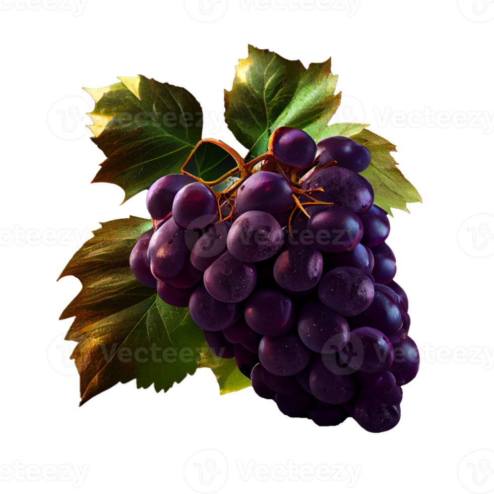 Bunch of grapes on png transparent background