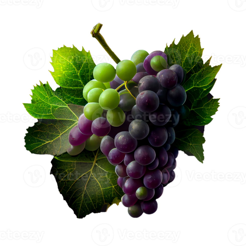 Bunch of grapes on png transparent background