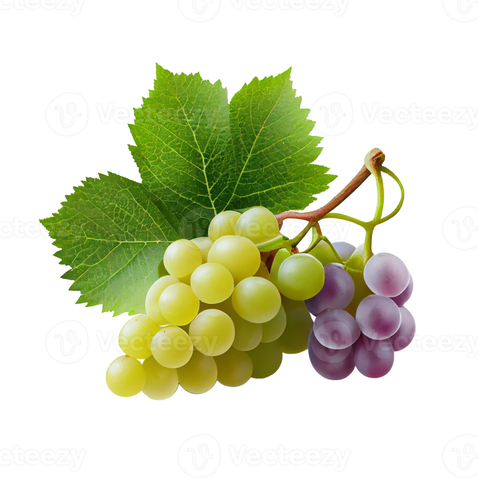 Bunch of grapes on png transparent background