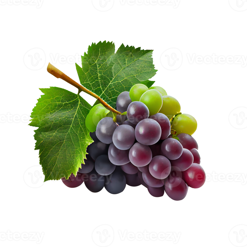 Bunch of grapes on png transparent background