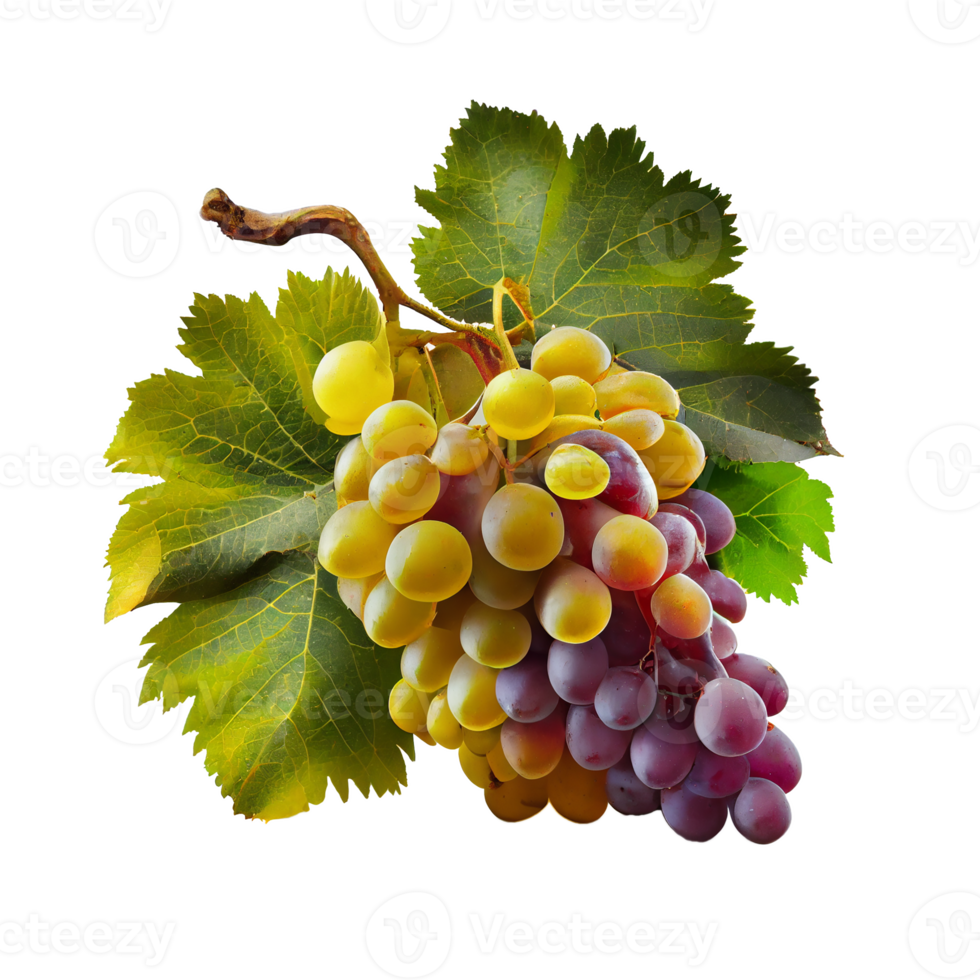 Bunch of grapes on png transparent background