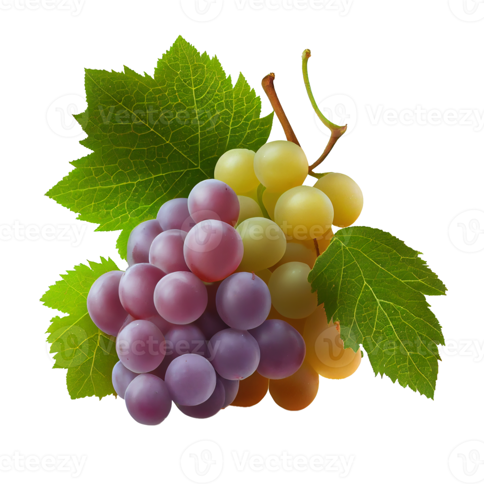 Bunch of grapes on png transparent background