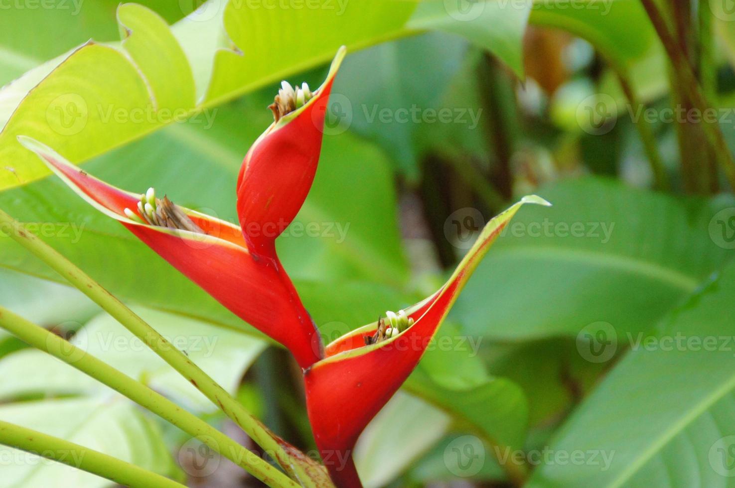 exótico flor creciente en un botánico jardín en el Español isla de tenerife en un verano calentar soleado día foto