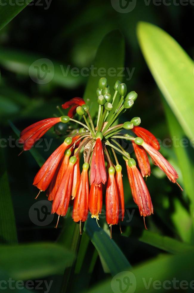 exotic flower growing in a botanical garden on the Spanish island of Tenerife on a summer warm sunny day photo