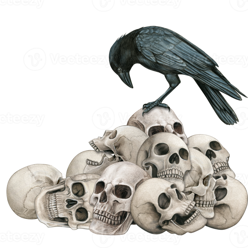 Watercolor hand drawn skull and crow png