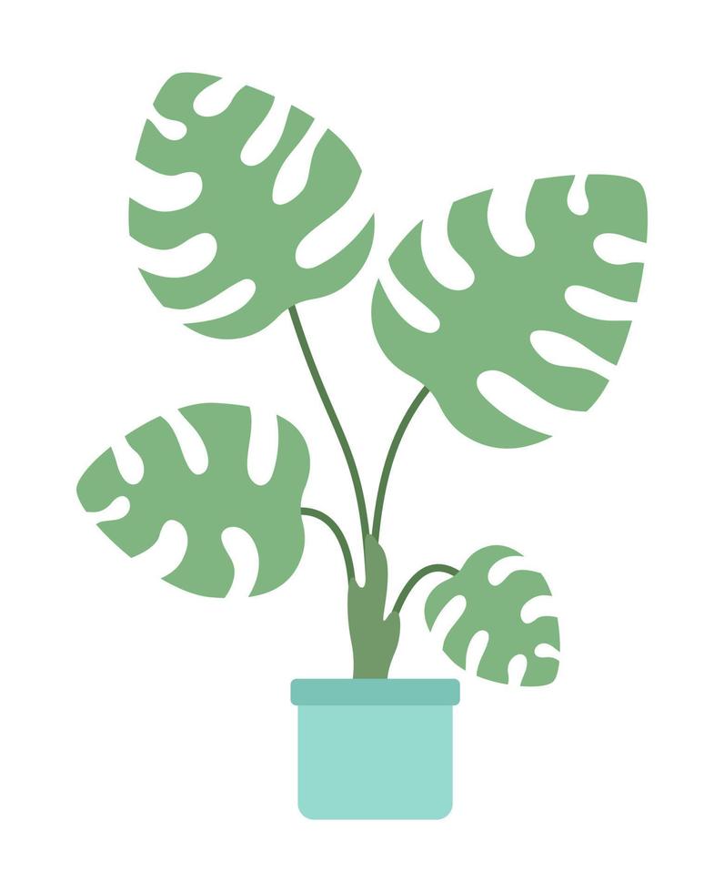 Big leaves monstera indoor houseplant semi flat color vector object. Editable icon. Full sized element on white. Simple cartoon style spot illustration for web graphic design and animation