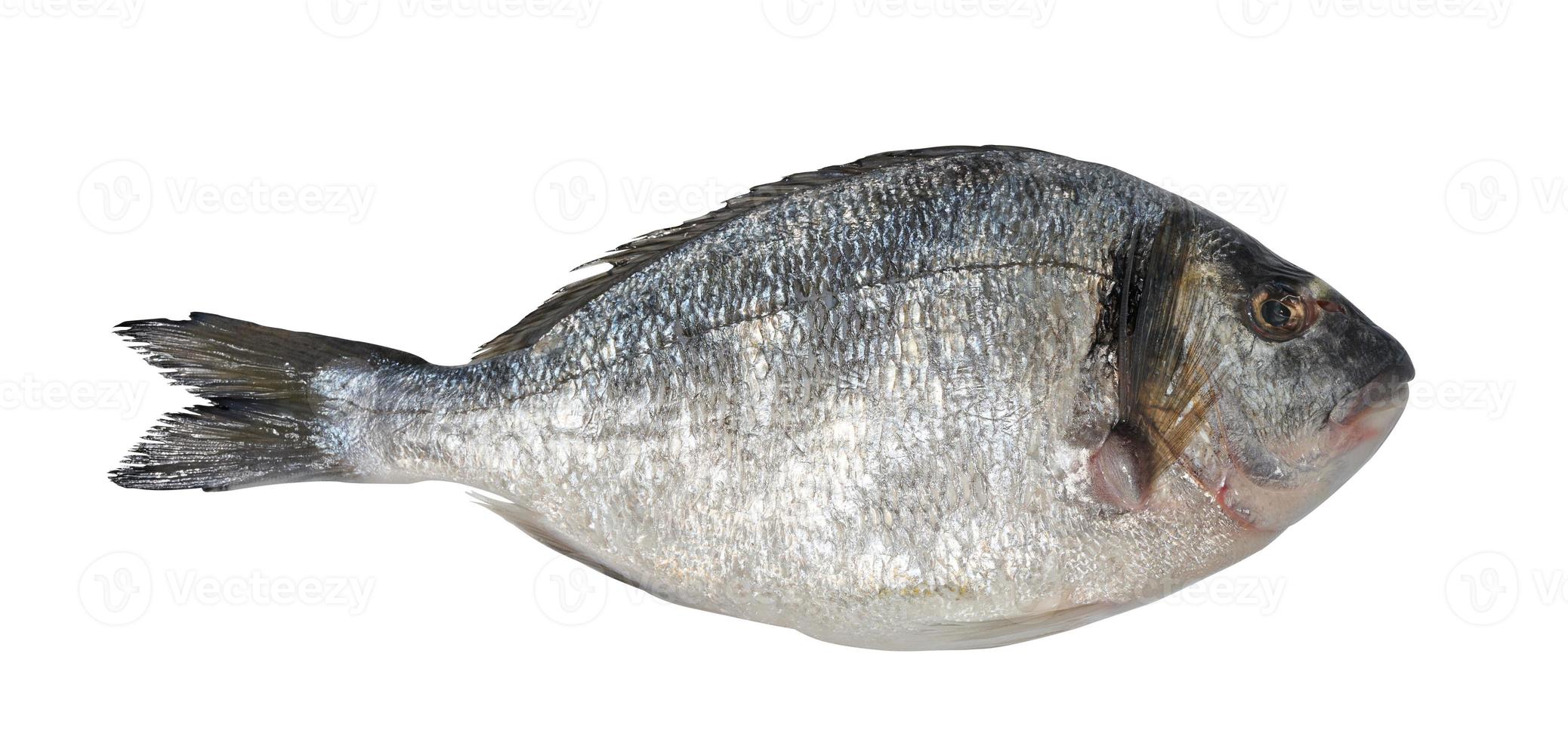 A raw whole dorado fish on a white isolated background, viewed from the top. photo