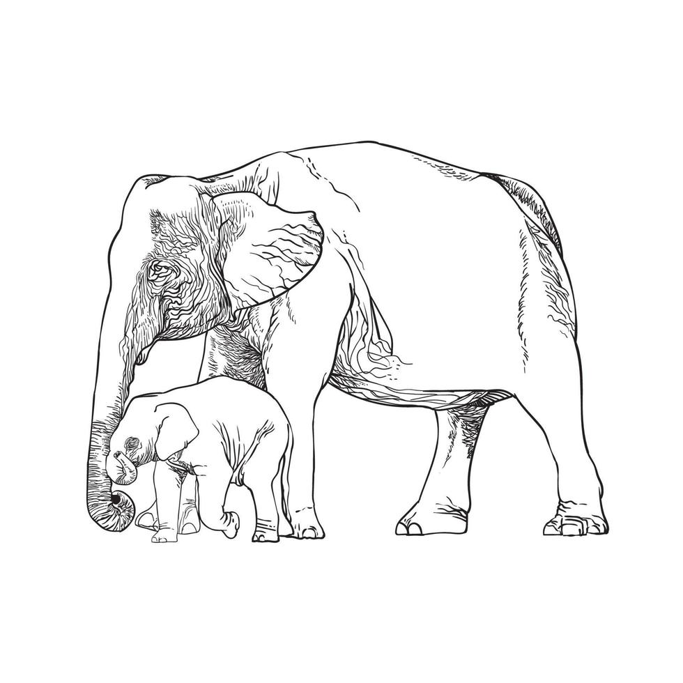 line drawing of elephant and elephant calf vector