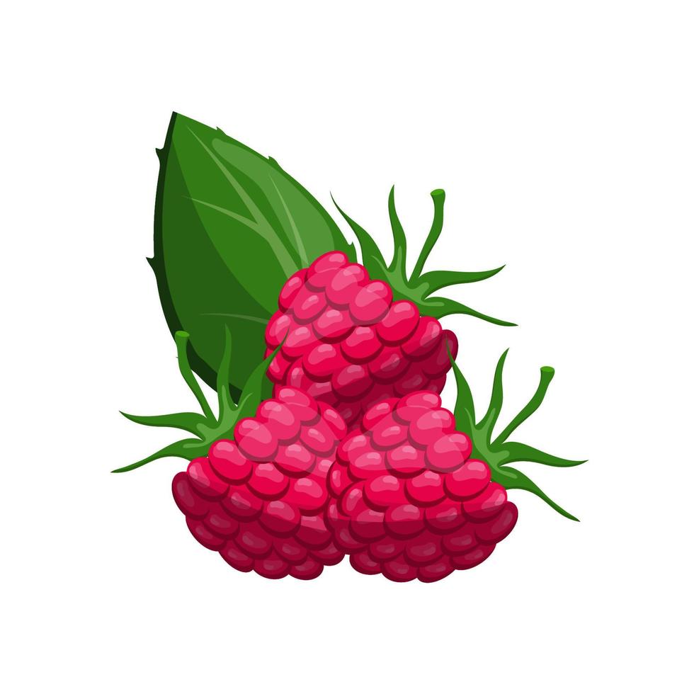 Raspberries on a colorless background. Wild berry. vector