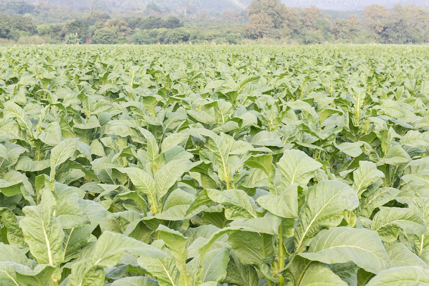 Field of Nicotiana tabacum photo