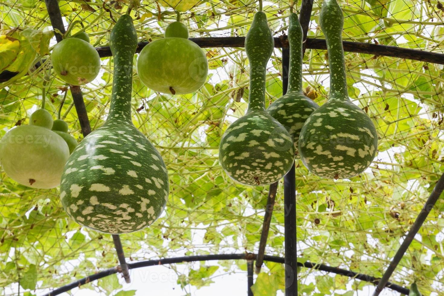 Squash growing on vine photo