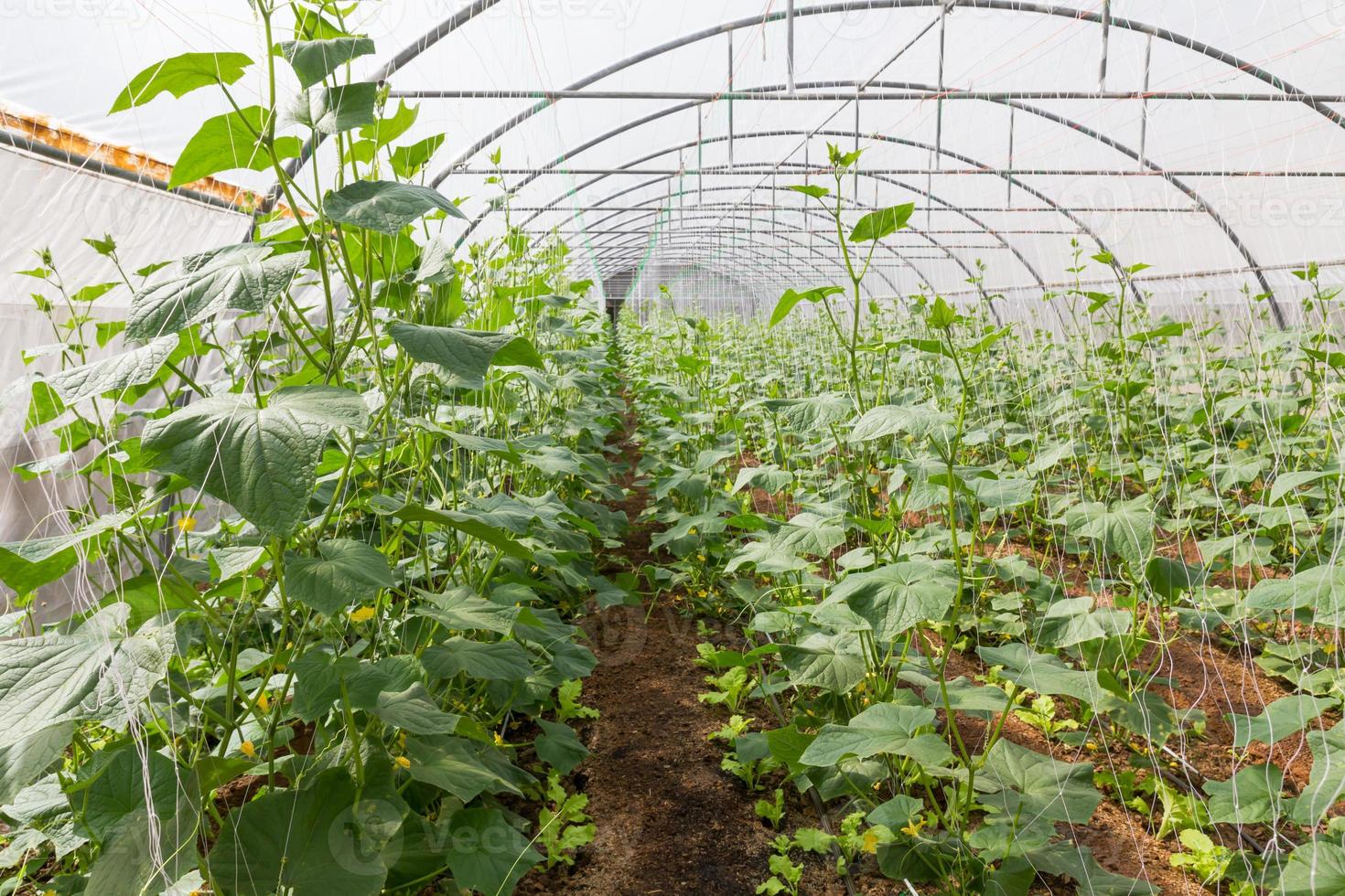 Pumpkin in  greenhouse photo