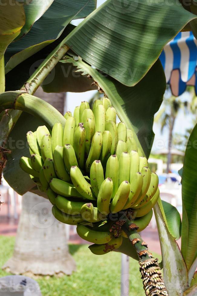 healthy ripe bananas on a tree among green leaves photo