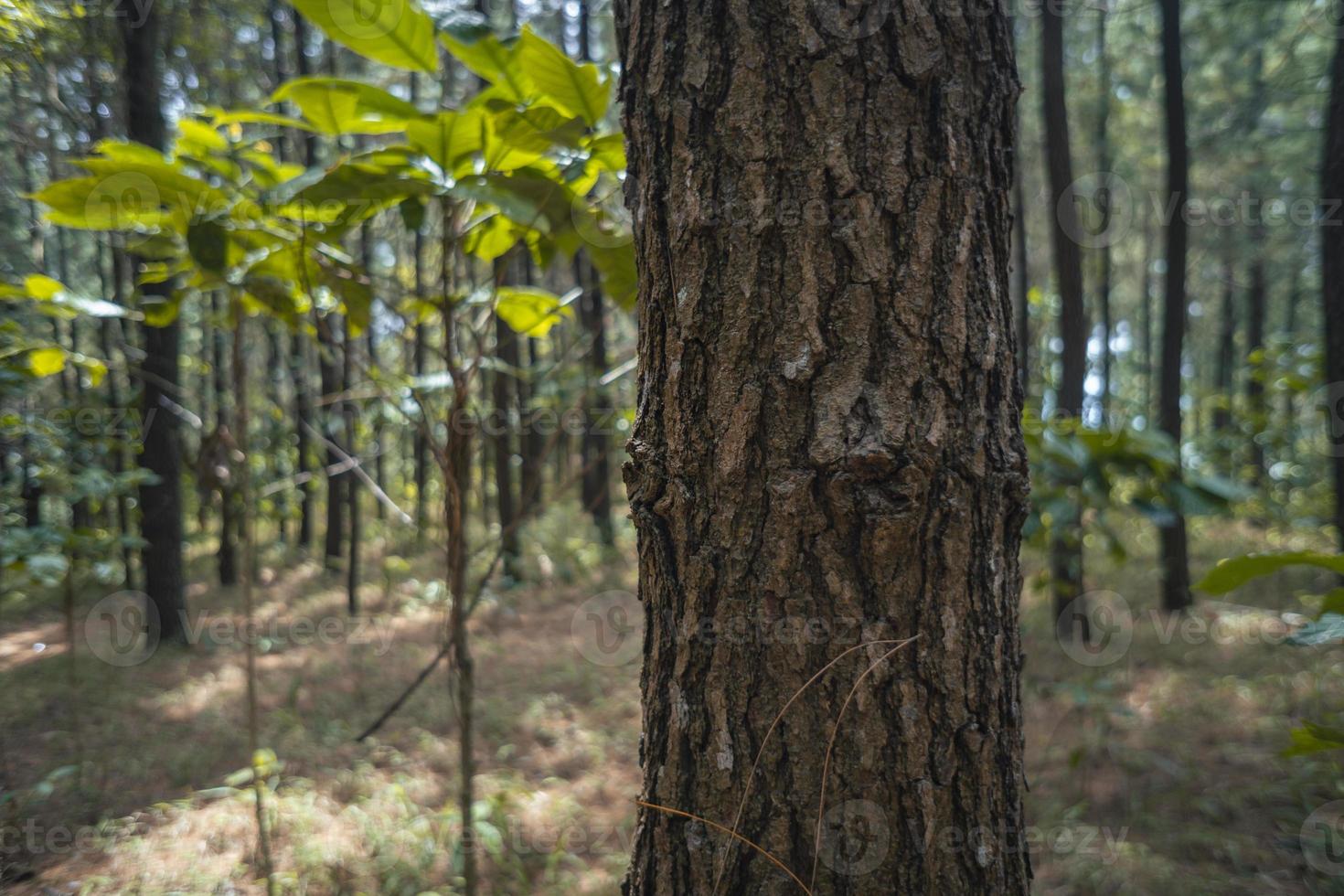 Texture and surface of pine tree trunk when rain season on Jepara Central Java. The photo is suitable to use for nature background and botanical content media.