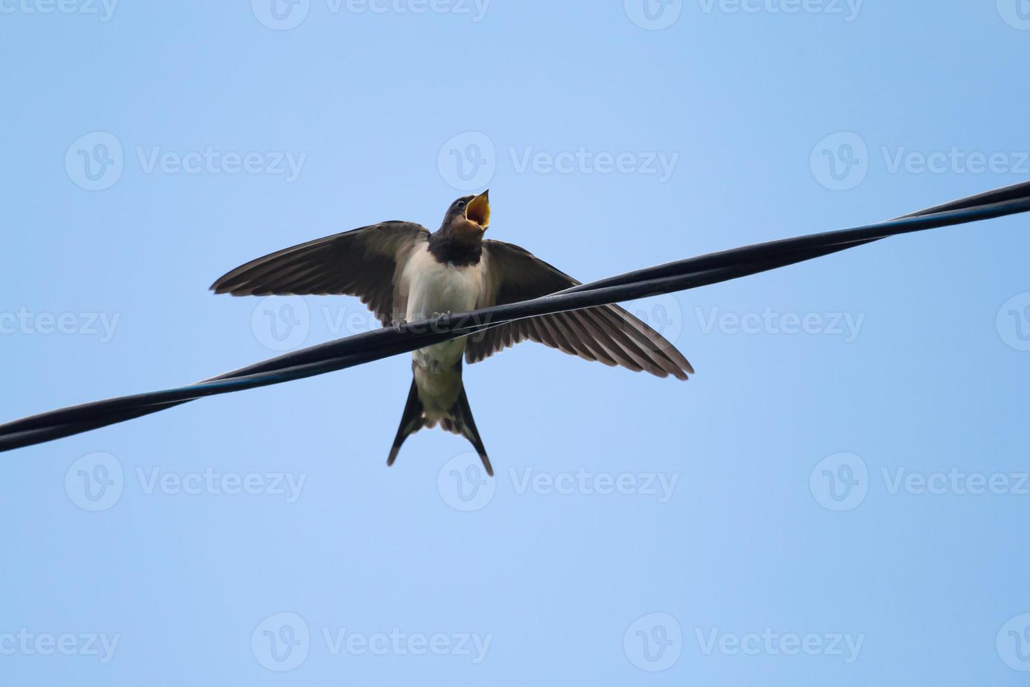 young swallow begging for food on wire photo