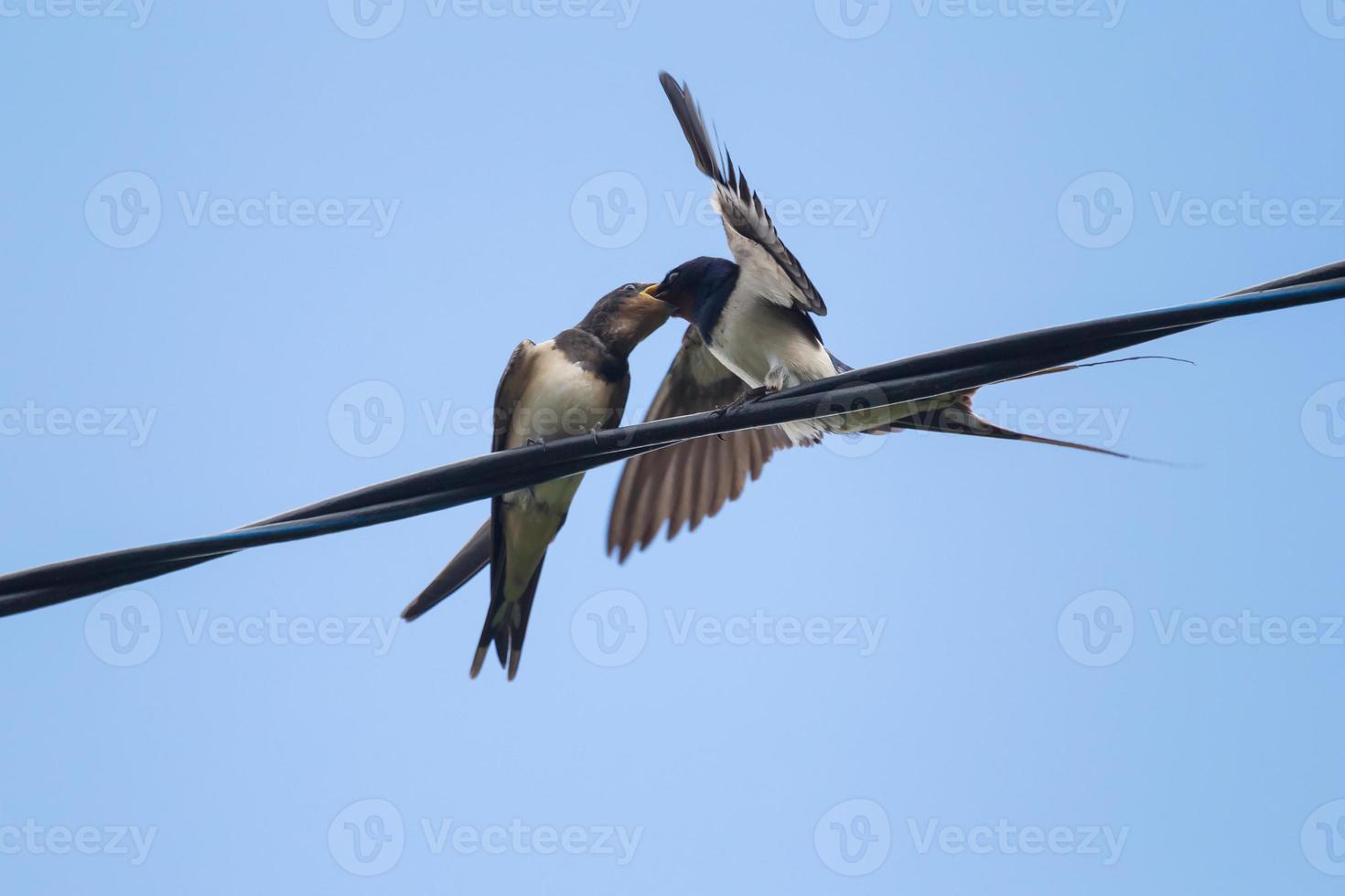 close up of swallow feeding its nestling on wire photo