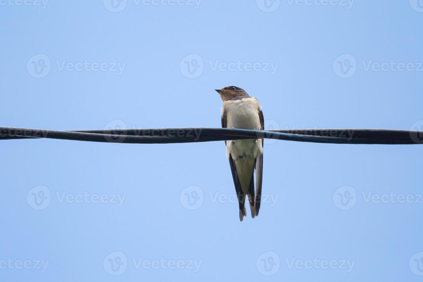 cerca arriba de granero golondrina sentado en eléctrico cable foto