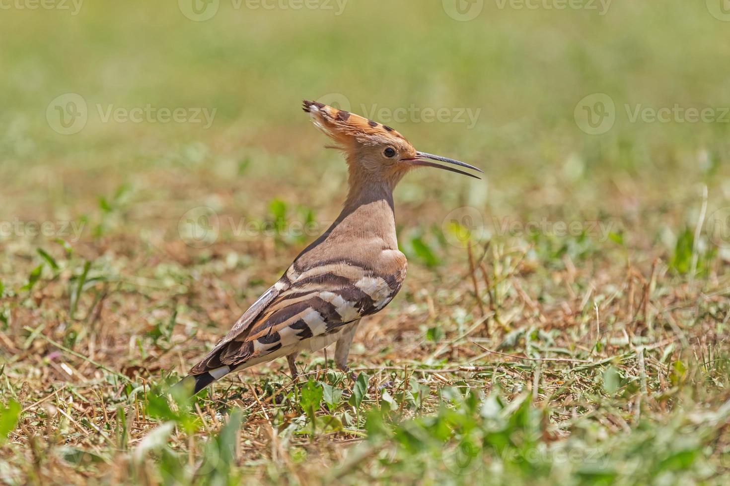 close up of hoopoe standing on ground photo