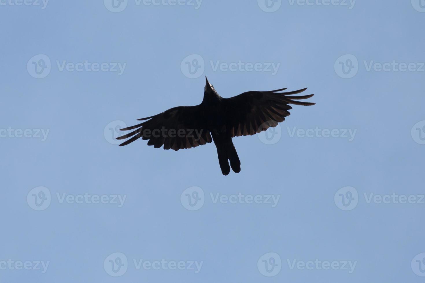 close up of rook flying in a blue sky photo