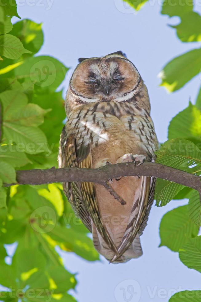 close up of owl sleeping on branch of chestnut tree at summer day photo