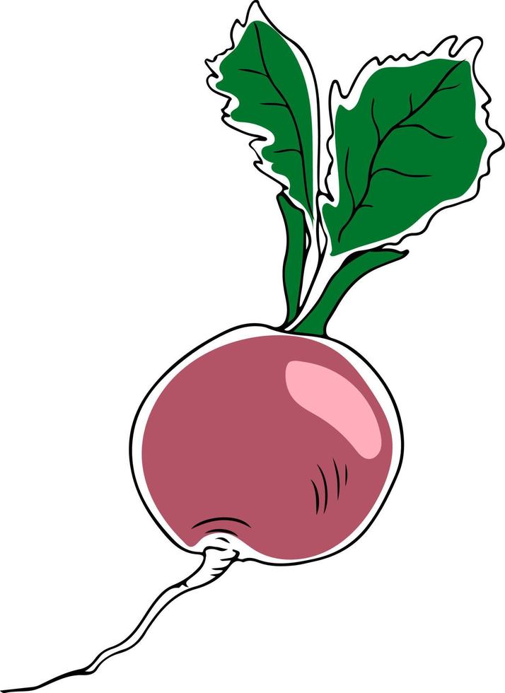 Vector lineart style pink radish with greenery isolated on white background