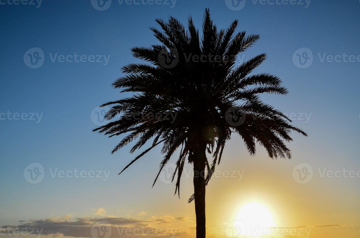 A palm tree photo