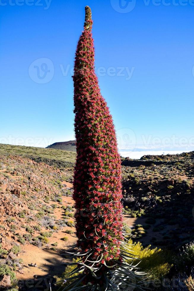 A tall shrub photo