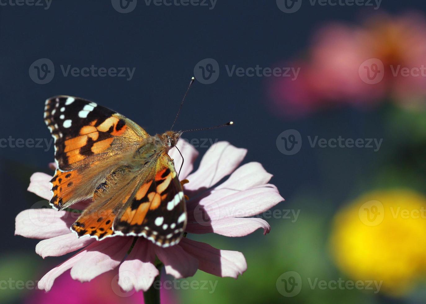 pintado dama mariposa en flor en un jardín foto