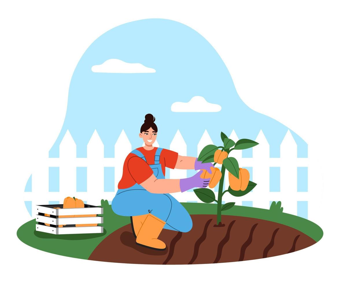 Female gardener working in the vegetable garden. Young woman harvesting. Garden maintenance concept. Flat vector illustration.