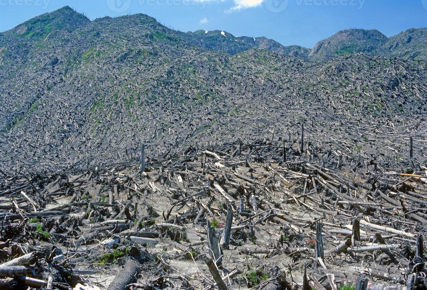 Devastation at Mt St Helens photo
