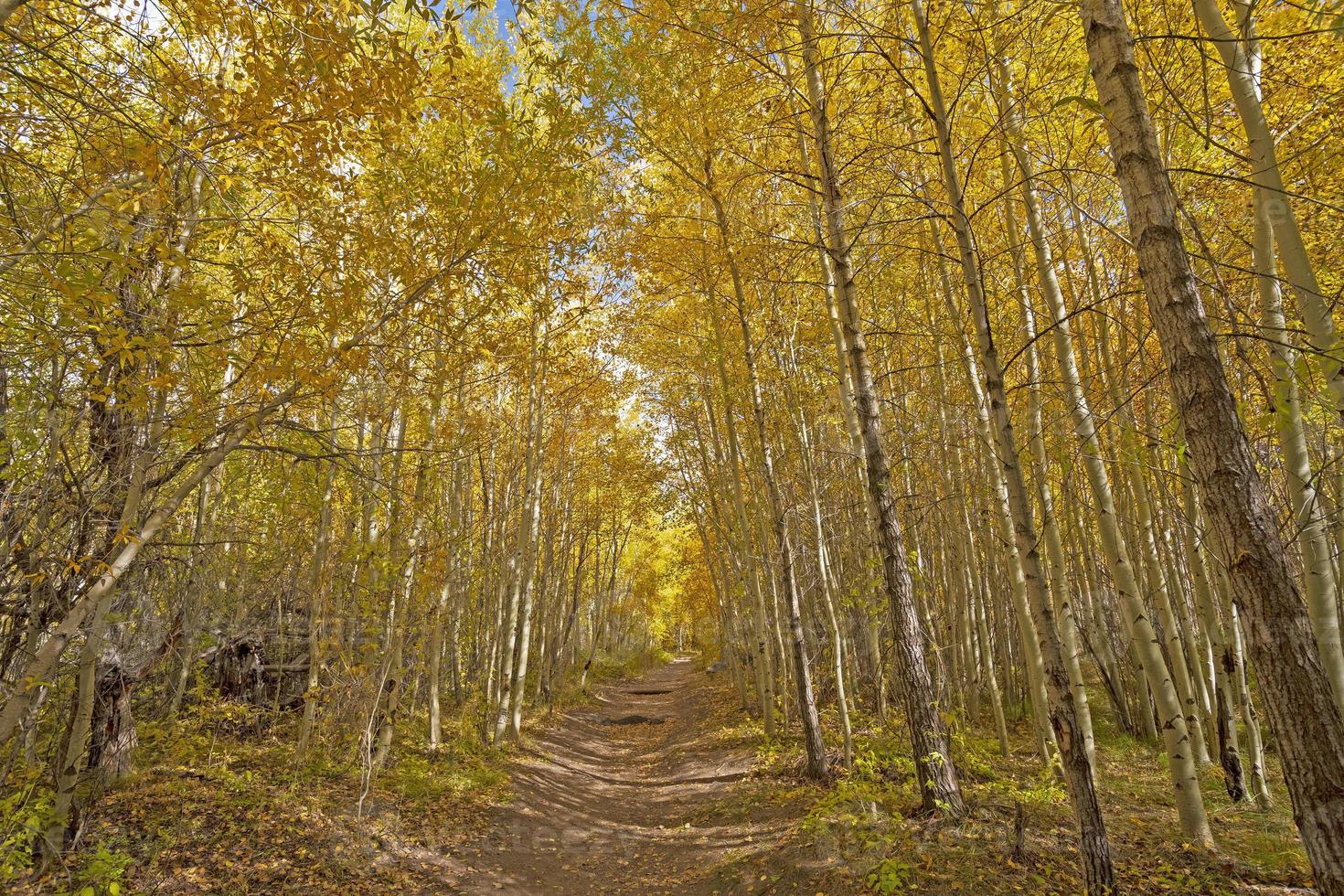 Walking Through a Grove of Aaspen in the Fall photo