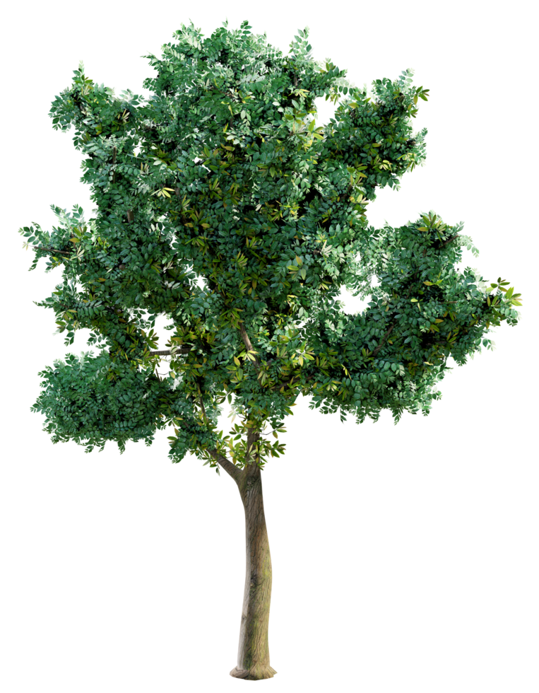 Big green tree isolated png