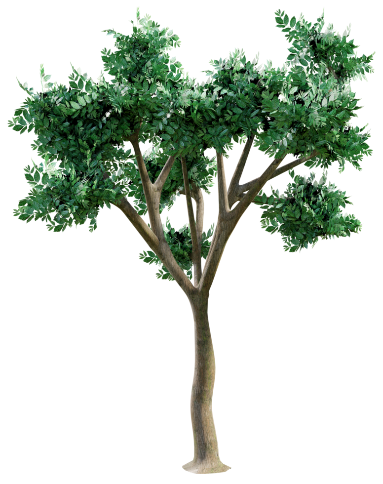 Big green tree isolated png