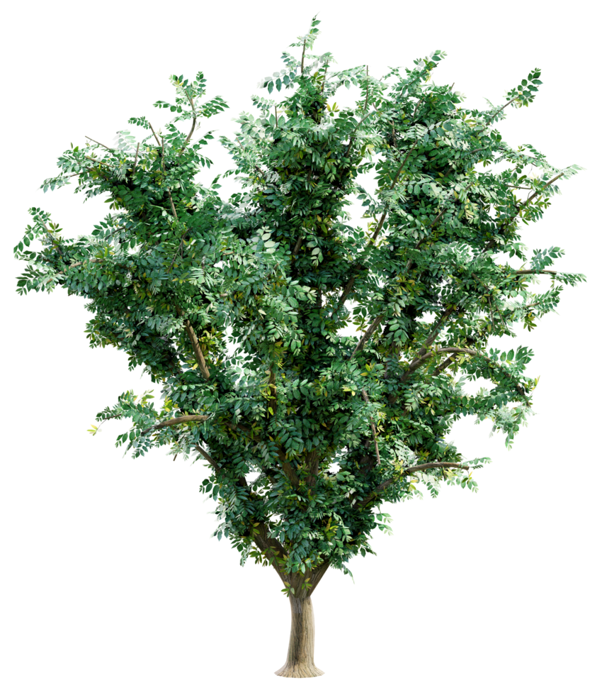 grande verde albero isolato png