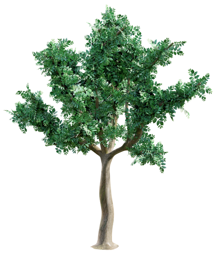 Big green tree isolated png