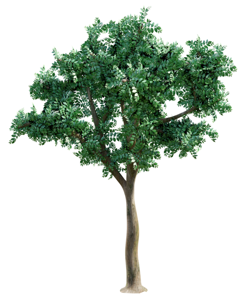 Big green tree isolated png