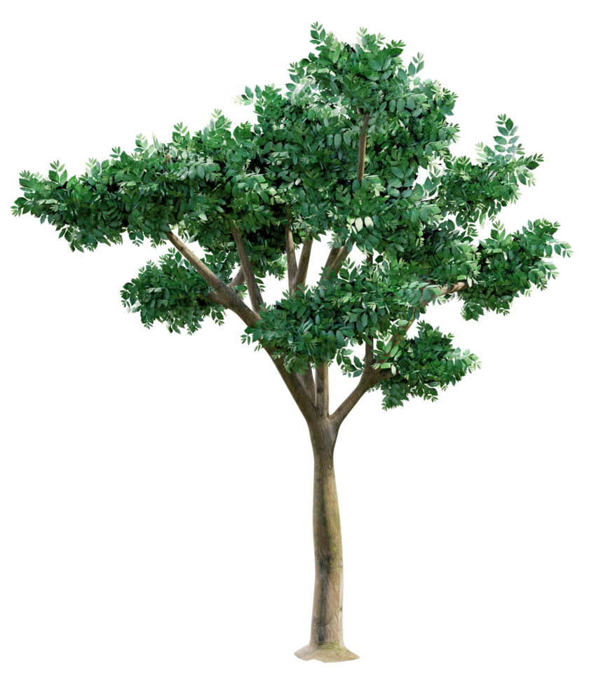 Big green tree isolated png