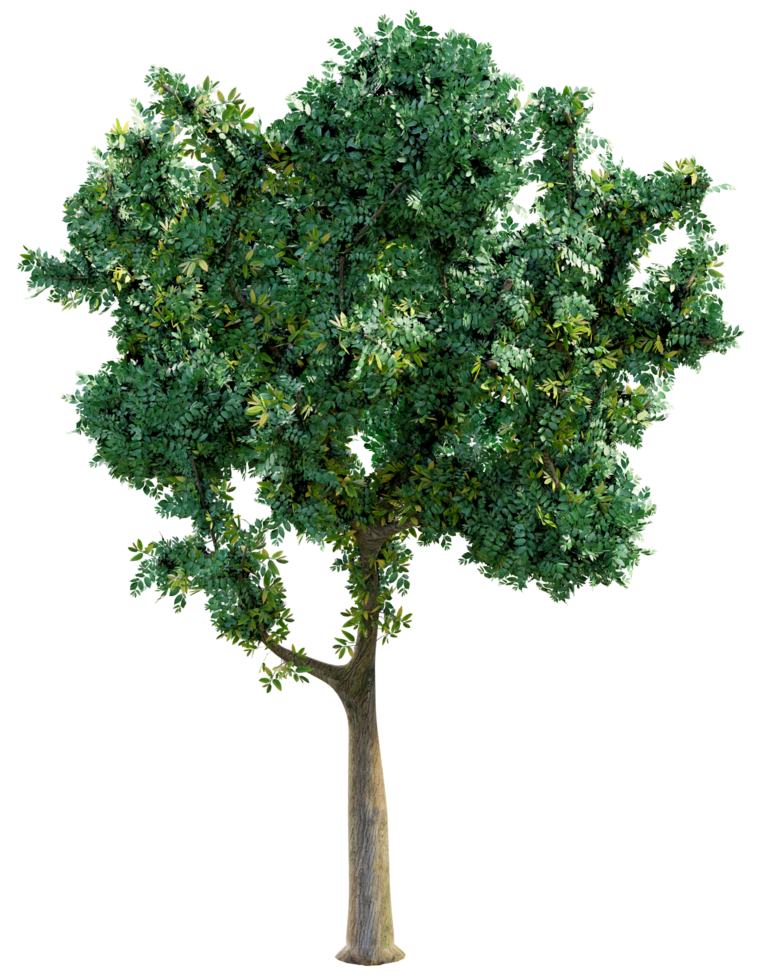 Big green tree isolated png