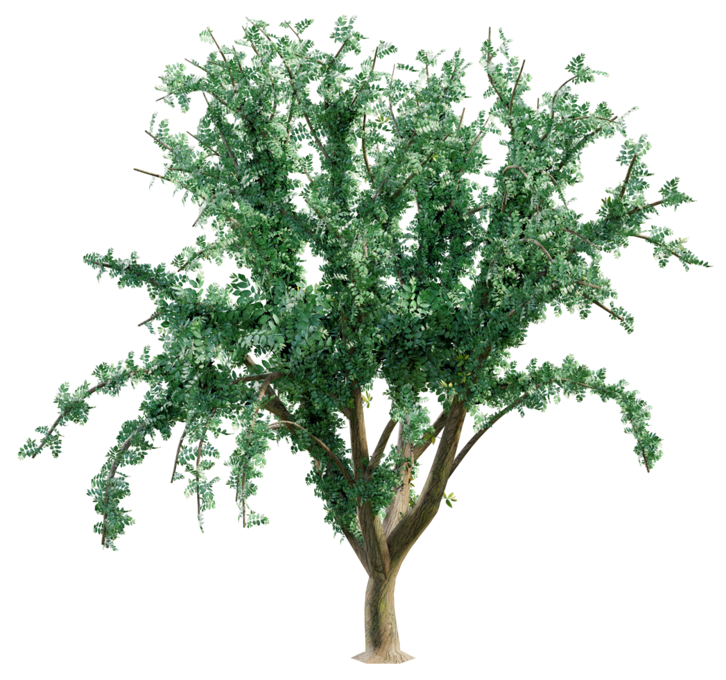 grande verde albero isolato png