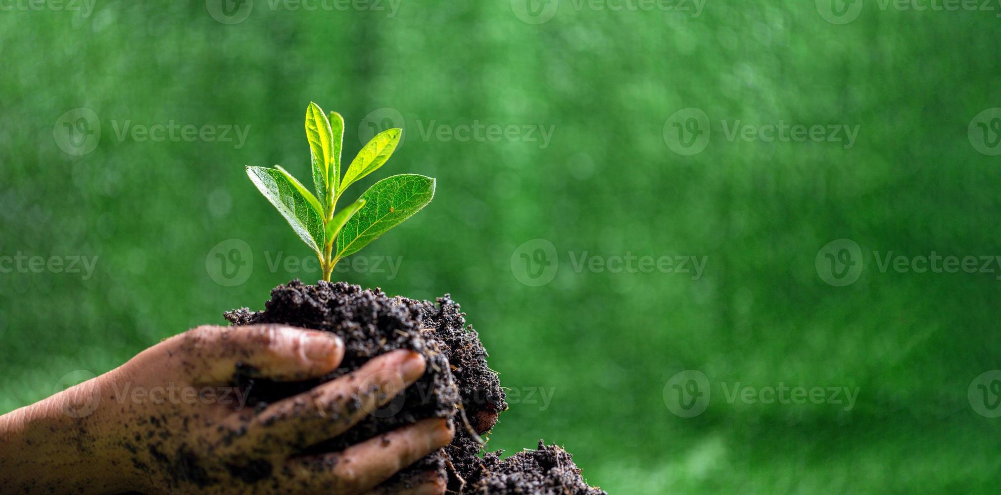 People are protect small plants by hand on green blur nature background, earth day or world environment day concept. Green world and sustainable conservation of forest resources. photo