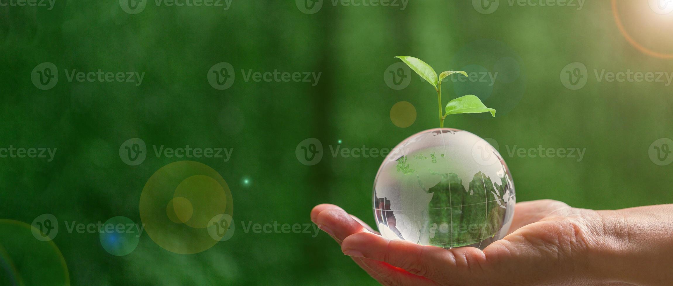 Close up of hand holding crystal globe with tree on green blur nature background, earth day or world environment day concept. Green world and sustainable conservation of forest resources. photo